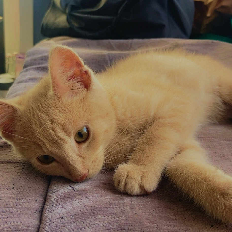 Haïaty participe au concours pour gagner de l'argent avec cette photo : animal, background, blanket, cat, closeup, cute, domestic_animal, ears, feline, fur, indoor, kitten, lying_down, paw, pet, purple, relaxed, soft_light, whiskers, young