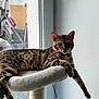 abyssinian, accessories, animal, bag, bicycle, bmx, cat, couch, egyptiancat, furniture, handbag, kitten, manx, motorcycle, ocelot, pet, plant, pottedplant, transportation, vehicle