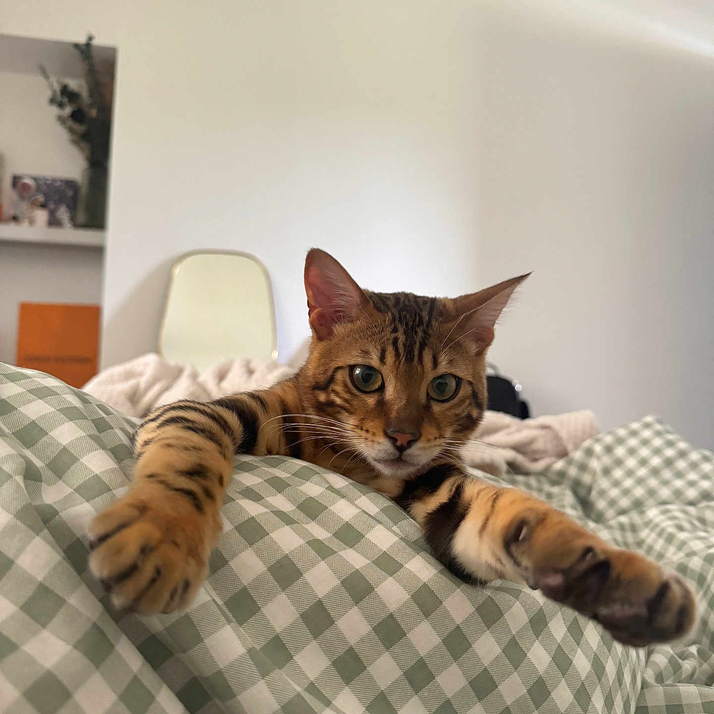 Utwo a rejoint le concours — aidez-le/la à gagner de superbes lots ! abyssinian, animal, architecture, bed, bedroom, blanket, building, cat, couch, cushion, furniture, homedecor, indoors, interiordesign, kitten, manx, ocelot, pet, room, tiger