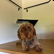 Velma a rejoint le concours — aidez-le/la à gagner de superbes lots ! animal, artwork, brown_dog, canine, collar, companion, curious, cute, dog, floor, furry, handrail, home, indoor, laying_down, pet, portrait, scruffy_dog, wall, wooden_surface