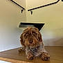 animal, artwork, brown_dog, canine, collar, companion, curious, cute, dog, floor, furry, handrail, home, indoor, laying_down, pet, portrait, scruffy_dog, wall, wooden_surface