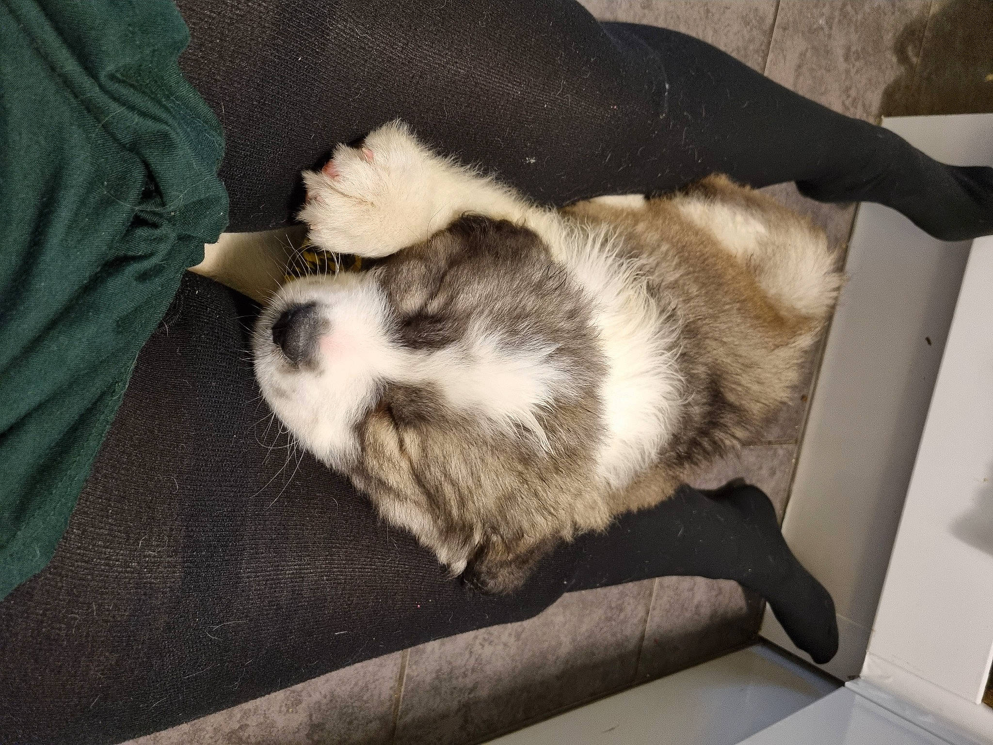 Luca is registered to the contest to win money with this photo: canidae, carnivore, cat, claw, comfort, companion_dog, dog_breed, domestic_short_haired_cat, fawn, felidae, fur, mammal, nap, non_sporting_group, paw, small_to_medium_sized_cats, snout, sporting_group, tail, whiskers