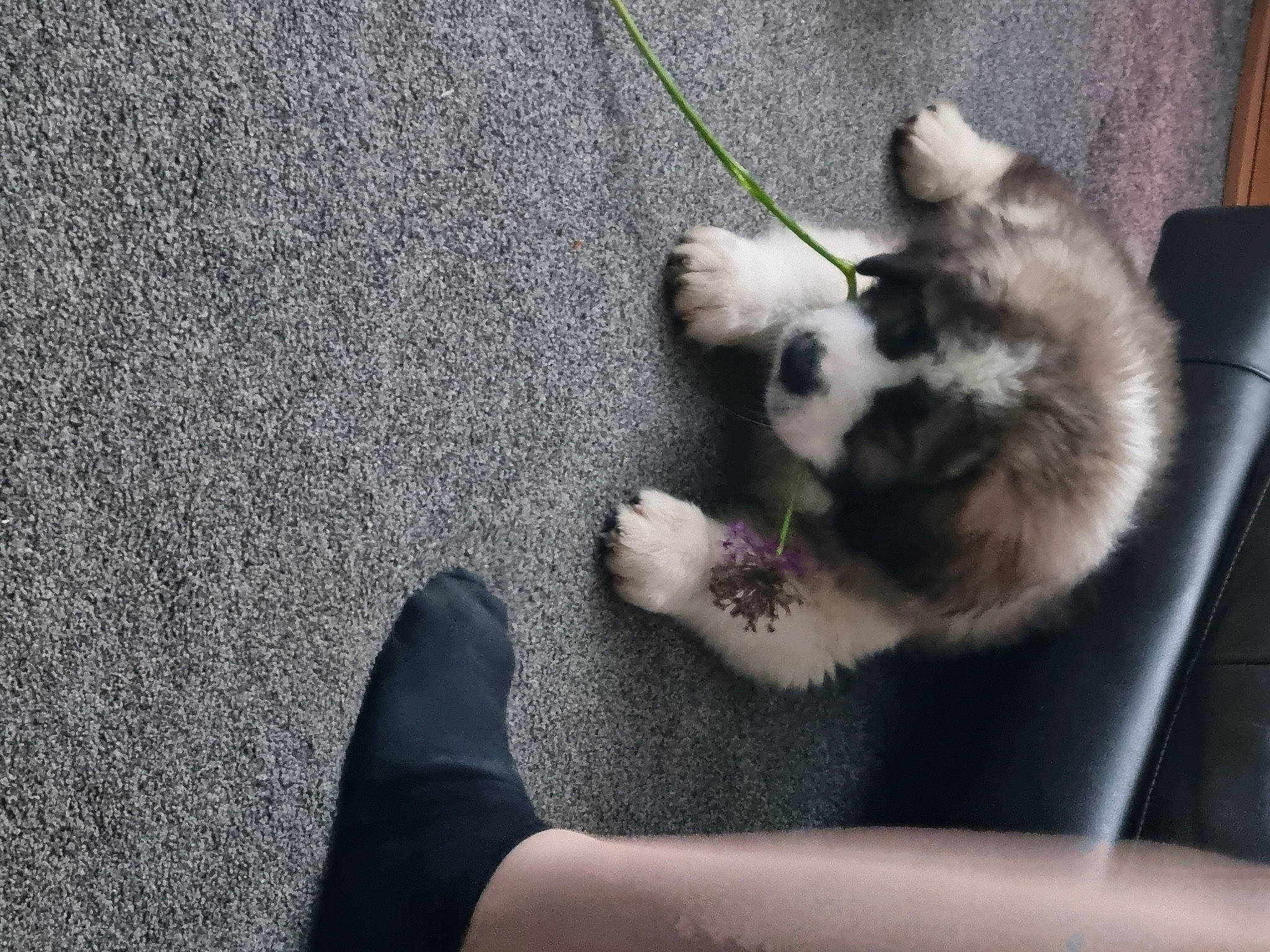 Luca is registered to the contest to win money with this photo: asphalt, carnivore, cat, companion_dog, concrete, dog_breed, felidae, flooring, foot, fur, grass, human_leg, paw, road_surface, small_to_medium_sized_cats, tail, tar, terrestrial_animal, toe, whiskers