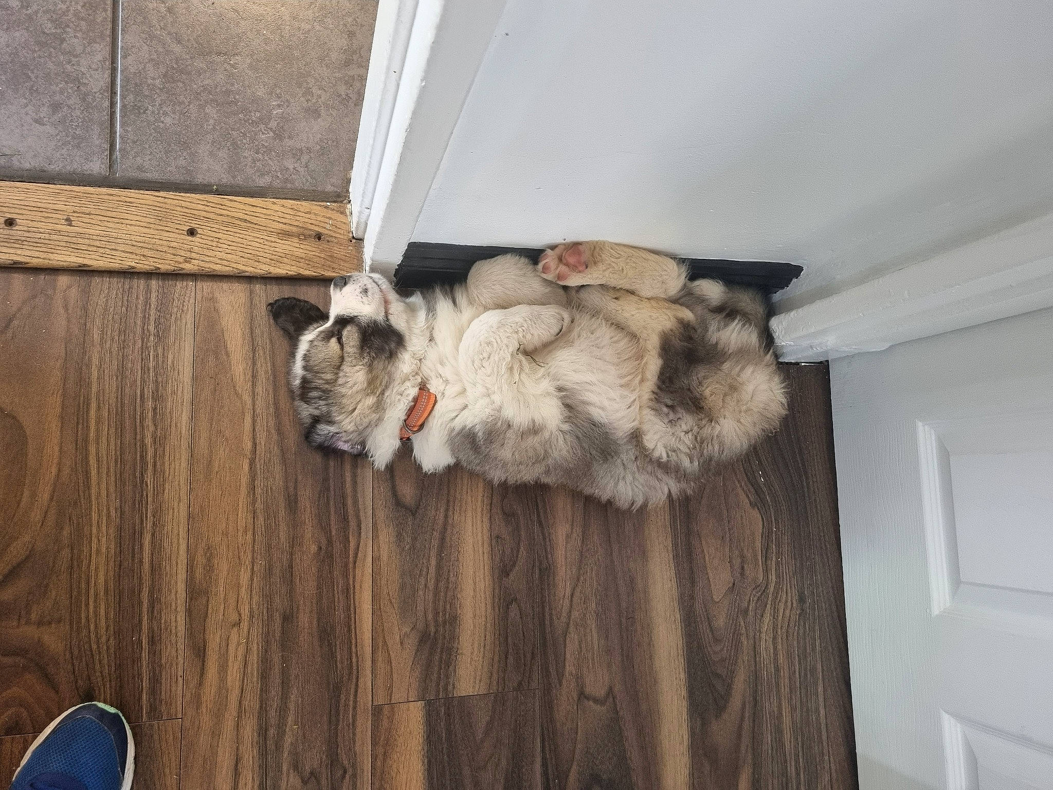 Luca joined the competition — help win amazing prizes! canidae, claw, companion_dog, dog_breed, door, fawn, felidae, flooring, fur, hardwood, paw, schnauzer, small_to_medium_sized_cats, sporting_group, tail, terrier, whiskers, wood