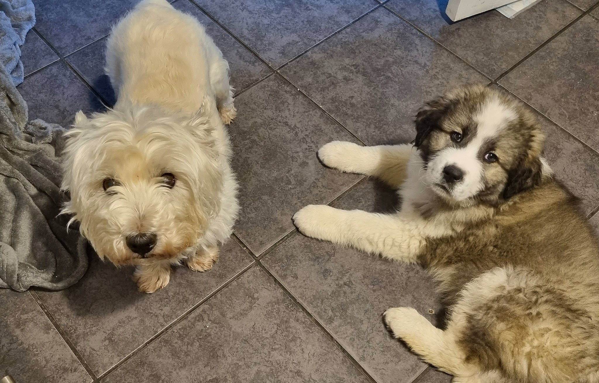 Charlie is registered to the contest to win money with this photo: canidae, carnivore, companion_dog, dog, dog_breed, dog_collar, dog_supply, flooring, fur, labradoodle, paw, road_surface, sidewalk, small_terrier, snout, sporting_group, tail, terrier, toy_dog, working_animal