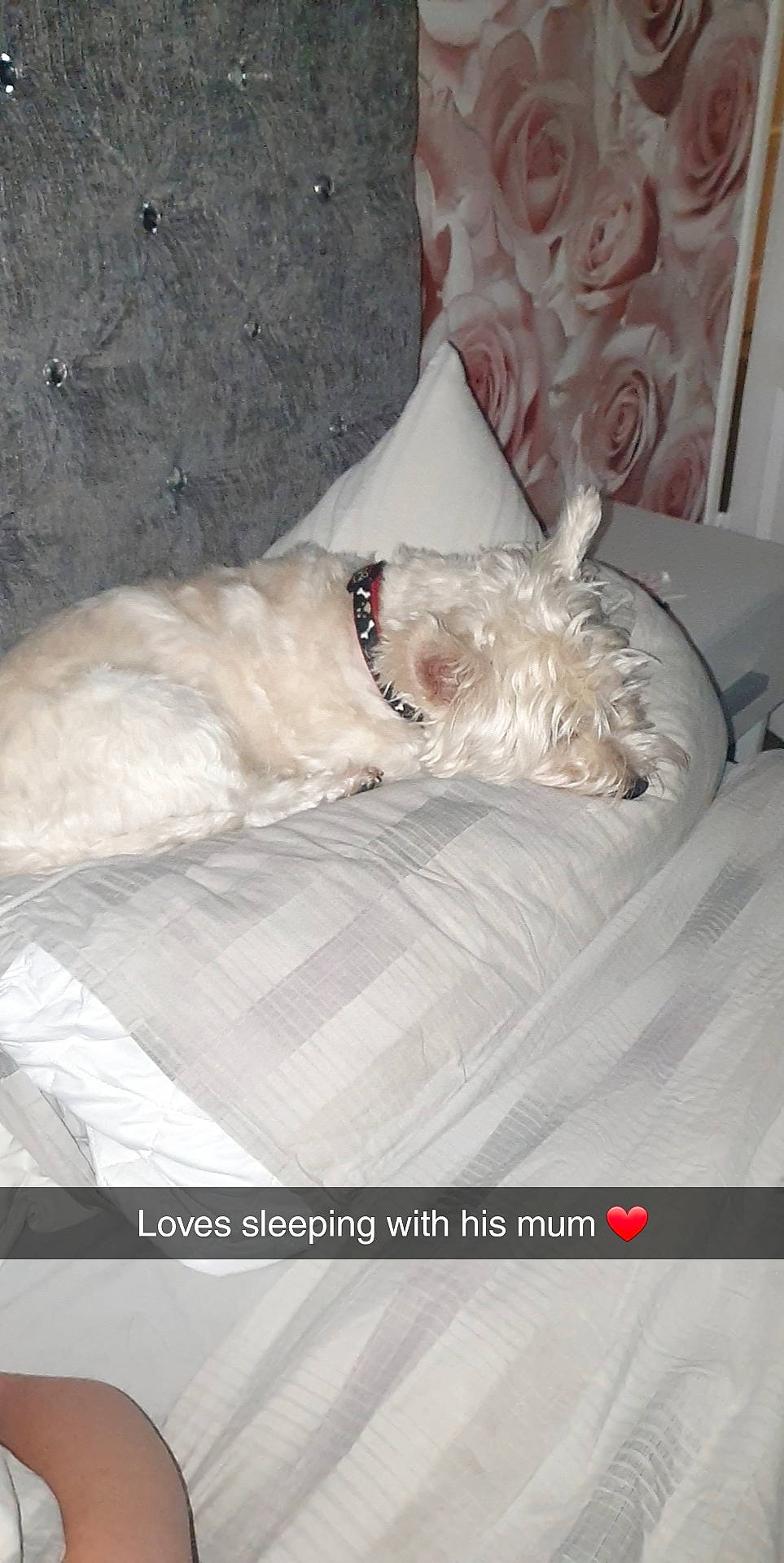 Charlie joined the competition — help win amazing prizes! bedding, canidae, carnivore, collar, comfort, companion_dog, dog, dog_breed, dog_collar, dog_supply, fawn, felidae, fur, linens, nap, paw, small_to_medium_sized_cats, sporting_group, terrier, toy_dog