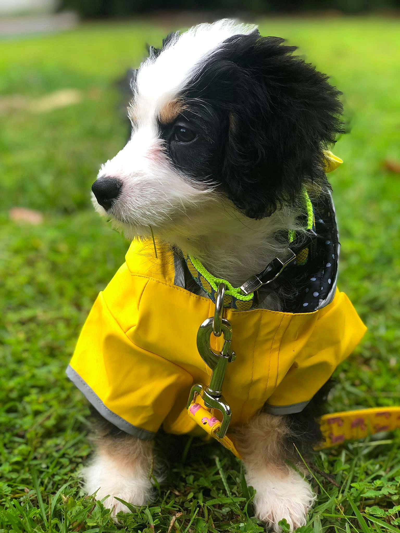 Lexi Loo joined the competition — help win amazing prizes! bernese_mountain_dog, canidae, carnivore, companion_dog, dog, dog_breed, dog_clothes, dog_supply, english_shepherd, grass, mammal, puppy, rare_breed_dog, snout, sporting_group, vertebrate, working_dog