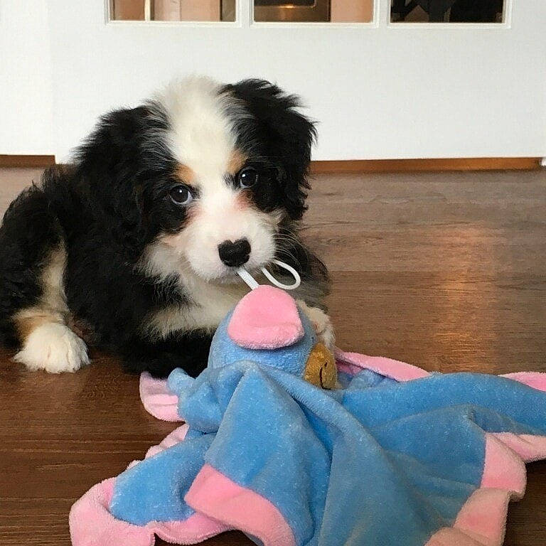 Lexi Loo joined the competition — help win amazing prizes! australian_shepherd, bernese_mountain_dog, border_collie, canidae, carnivore, cavachon, companion_dog, dog, dog_breed, dog_toy, mammal, miniature_australian_shepherd, paw, puppy, puppy_love, rare_breed_dog, snout, sporting_group, vertebrate, working_dog