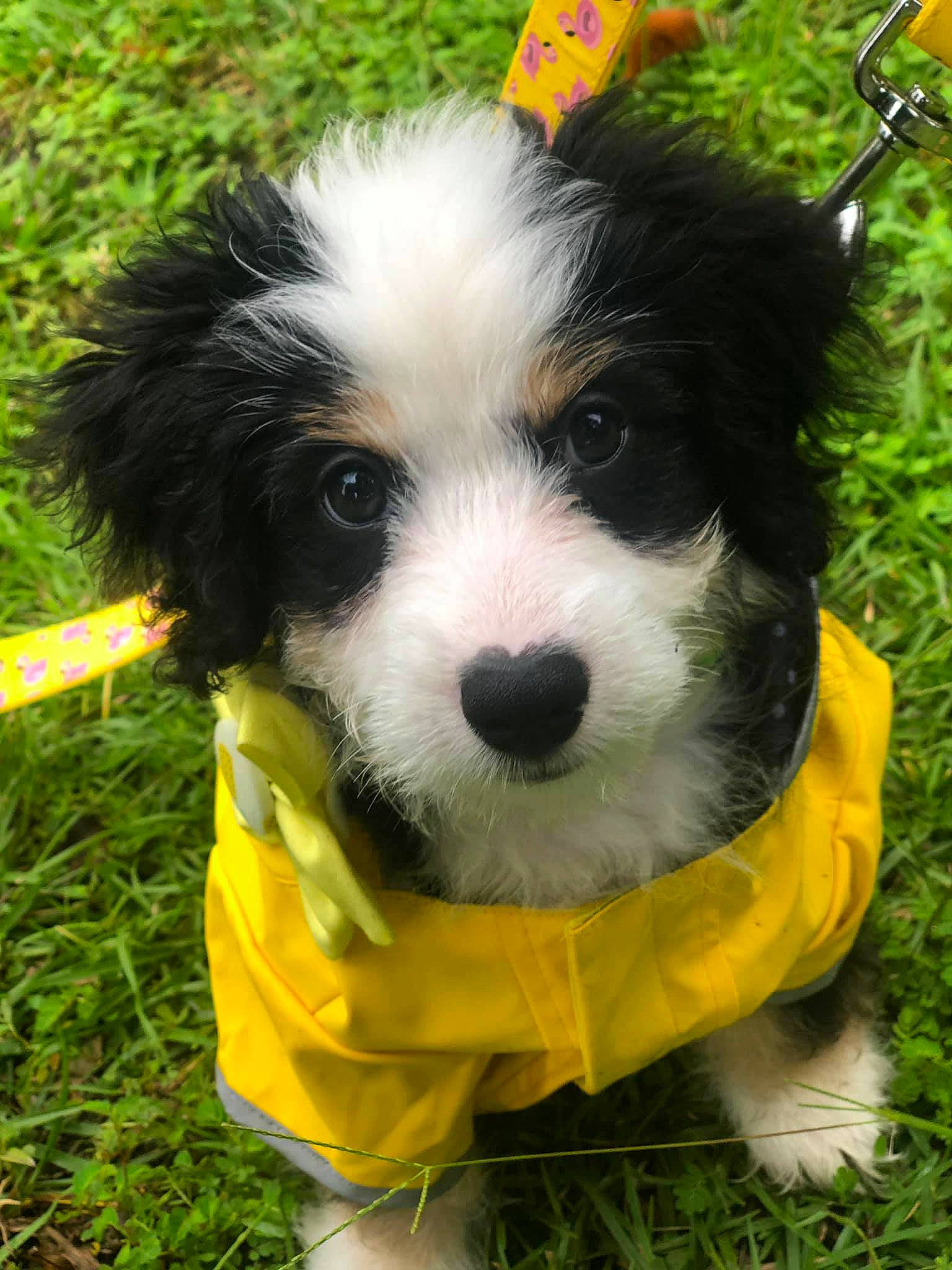 Lexi Loo is registered to the contest to win money with this photo: biewer_terrier, canidae, carnivore, cavachon, cavapoo, companion_dog, dog, dog_breed, dog_clothes, havanese, kyi_leo, mammal, puppy, rare_breed_dog, schnoodle, snout, sporting_group, sporting_lucas_terrier, toy_dog, vertebrate