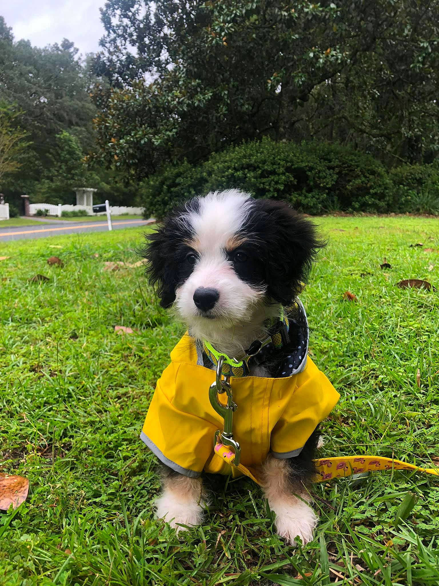 Lexi Loo joined the competition — help win amazing prizes! bernese_mountain_dog, canidae, carnivore, companion_dog, dog, dog_breed, grass, green, mammal, miniature_poodle, poodle, puppy, rare_breed_dog, spanish_water_dog, sporting_group, toy_dog, toy_poodle, vertebrate