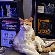Raygar is registered to the contest to win money with this photo: animal, books, carpet, cat, collectibles, couch, cozy, ears, framed_photos, furniture, home, indoor, orange_and_white, pet, relaxed, shelf, sitting, tail, toy, whiskers