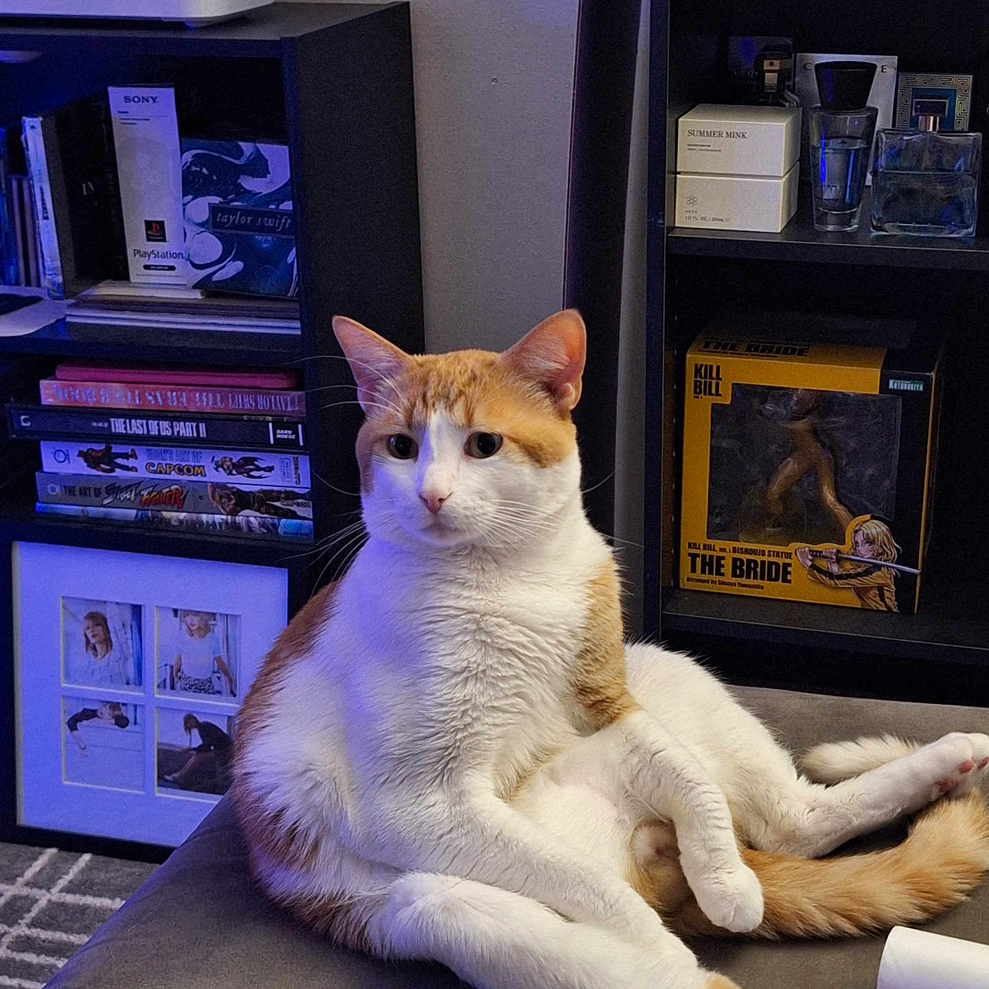 Raygar is registered to the contest to win money with this photo: animal, books, carpet, cat, collectibles, couch, cozy, ears, framed_photos, furniture, home, indoor, orange_and_white, pet, relaxed, shelf, sitting, tail, toy, whiskers