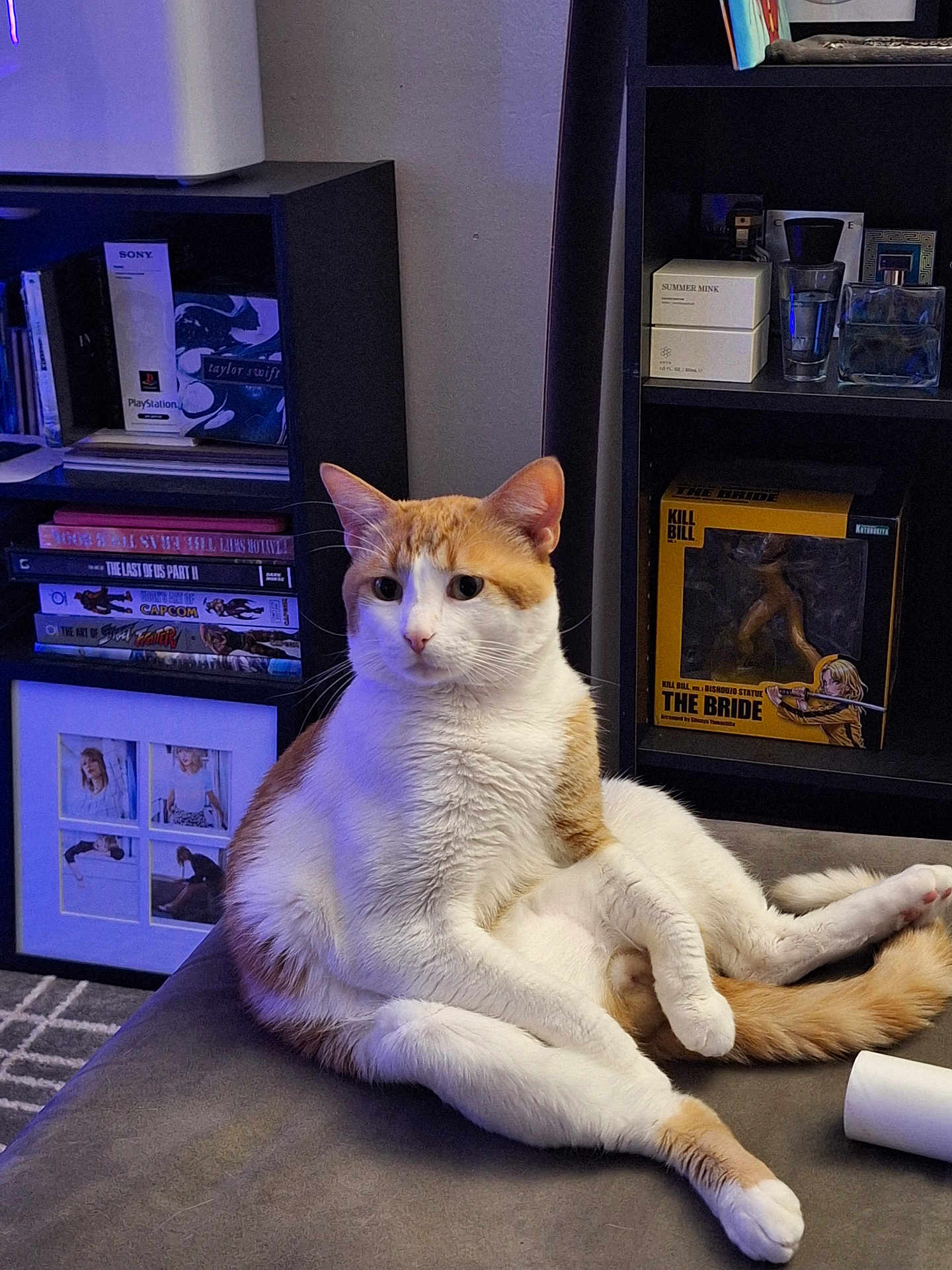 Raygar is registered to the contest to win money with this photo: animal, books, carpet, cat, collectibles, couch, cozy, ears, framed_photos, furniture, home, indoor, orange_and_white, pet, relaxed, shelf, sitting, tail, toy, whiskers