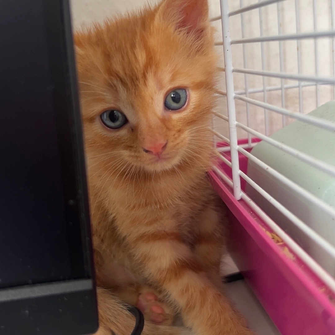 Mia a rejoint le concours — aidez-le/la à gagner de superbes lots ! animal_face, blue_eyes, cage, closeup, computer_monitor, curious, cute, feline, fur, indoor, kitten, orange_cat, pet, pink, playful, small_animal, toy, usb_cable, whiskers, young_cat