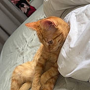 Mia a rejoint le concours — aidez-le/la à gagner de superbes lots ! cat, kitten, ginger_cat, orange_tabby, bed, bedding, paws, relaxed, indoor, feline, fur, sleepy, cute, pet, resting, cozy, comfort, animal, whiskers, domestic_cat