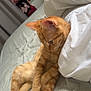 cat, kitten, ginger_cat, orange_tabby, bed, bedding, paws, relaxed, indoor, feline, fur, sleepy, cute, pet, resting, cozy, comfort, animal, whiskers, domestic_cat