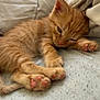 Mia participe au concours pour gagner de l'argent avec cette photo : kitten, orange_cat, sleeping, paw_pads, bed, blanket, cozy, feline, cute, pet, fur, whiskers, relaxed, animal, mammal, domestic, soft, resting, closeup, young