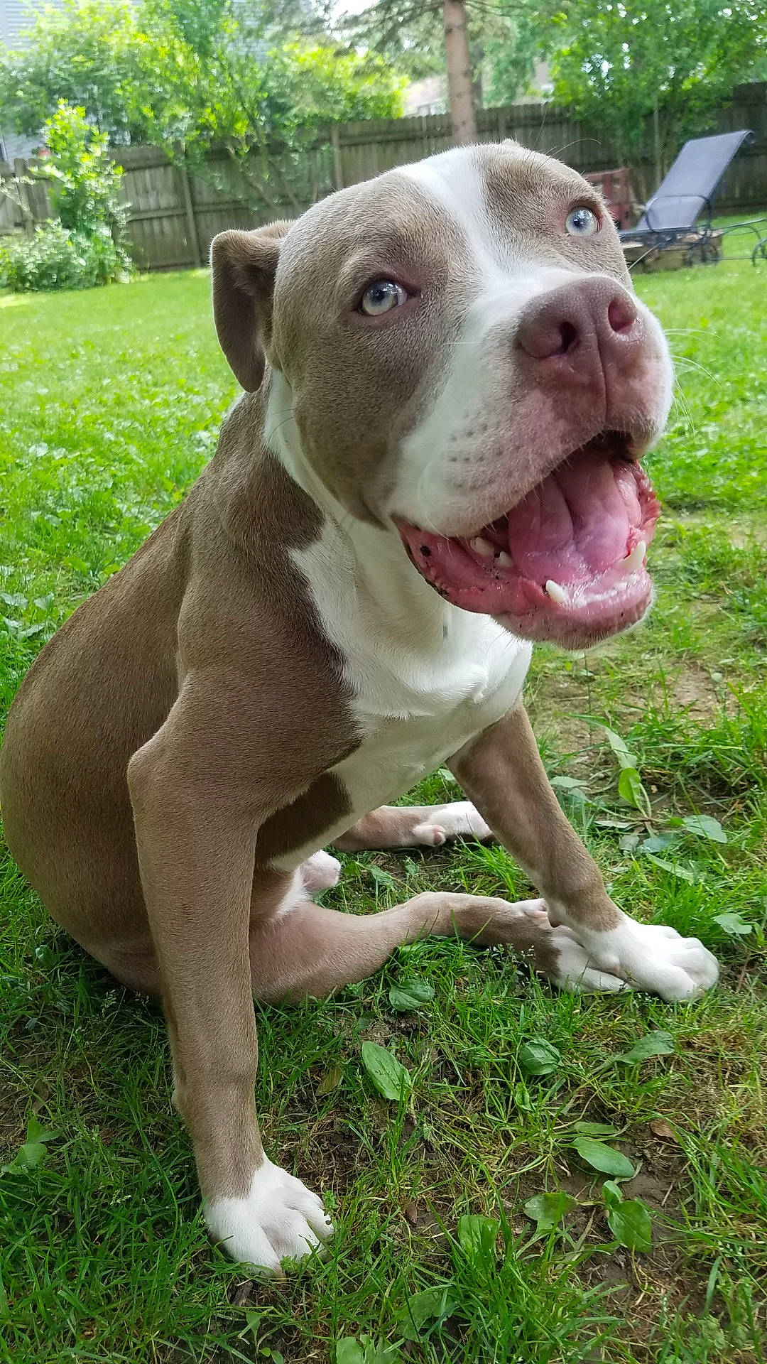 Eeyore joined the competition — help win amazing prizes! adventure, american_bulldog, american_pit_bull_terrier, american_staffordshire_terrier, bandog, bulldog, canidae, carnivore, dog, dog_breed, dorset_olde_tyme_bulldogge, fawn, mammal, molosser, non_sporting_group, pit_bull, rare_breed_dog, snout, sporting_group, vertebrate