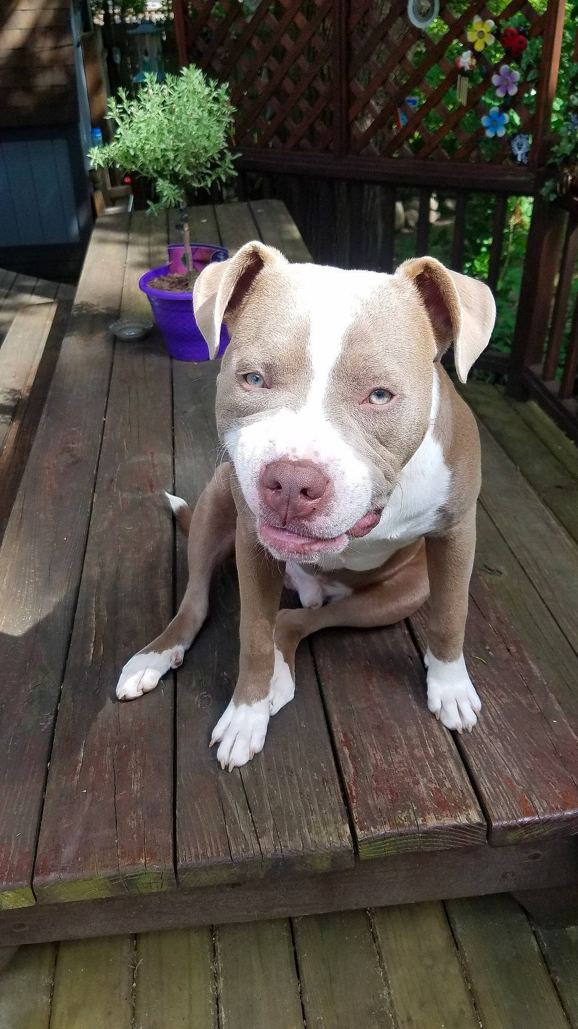 Eeyore is registered to the contest to win money with this photo: american_bulldog, american_pit_bull_terrier, american_staffordshire_terrier, bull_and_terrier, canidae, carnivore, catahoula_bulldog, dog, dog_breed, fawn, mammal, non_sporting_group, nose, pit_bull, rare_breed_dog, snout, sporting_group, staffordshire_bull_terrier, valley_bulldog, vertebrate
