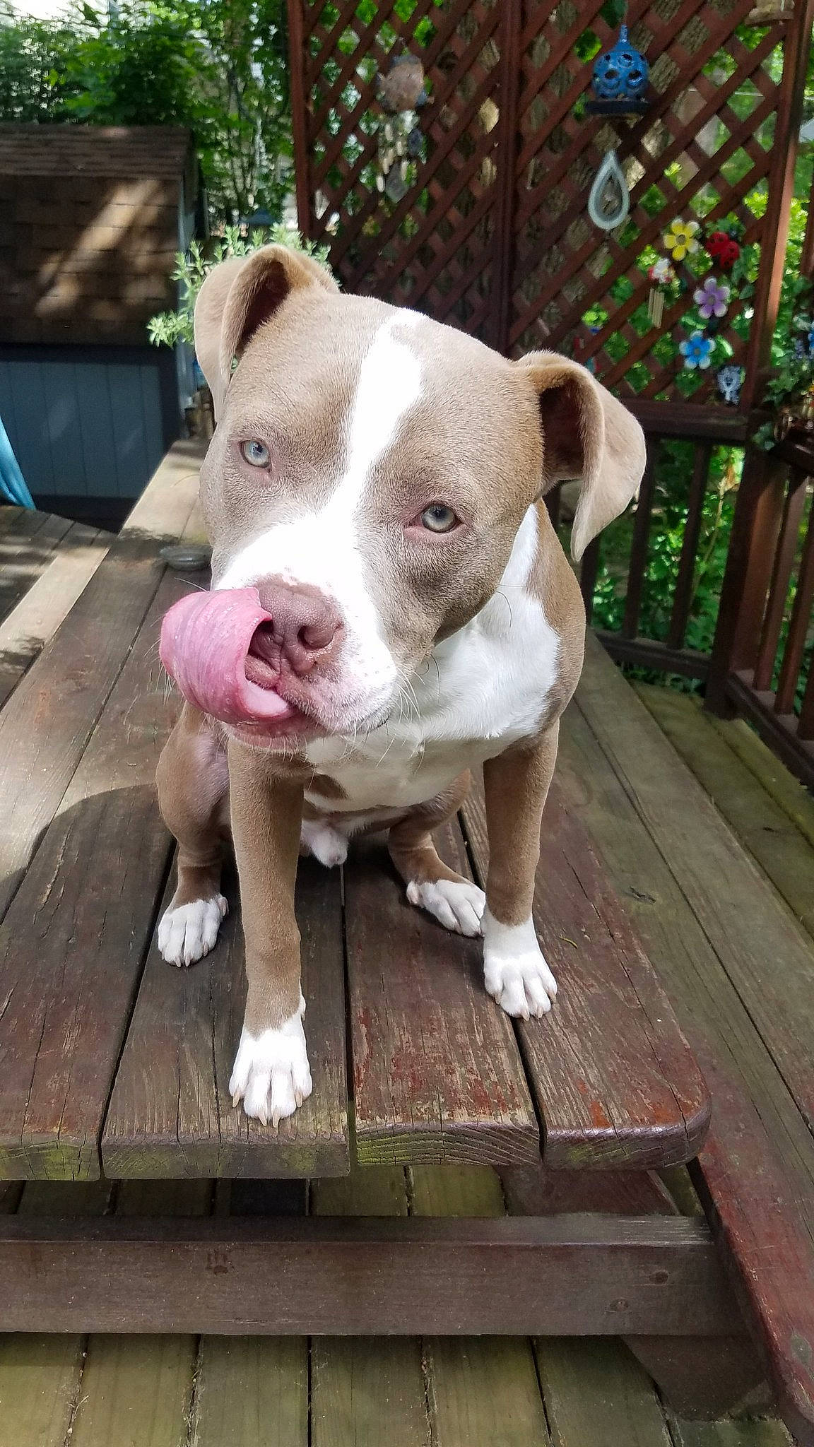 Eeyore is registered to the contest to win money with this photo: american_bulldog, american_pit_bull_terrier, american_staffordshire_terrier, canidae, carnivore, catahoula_bulldog, dog, dog_breed, fawn, mammal, non_sporting_group, nose, pit_bull, rare_breed_dog, snout, sporting_group, valley_bulldog, vertebrate