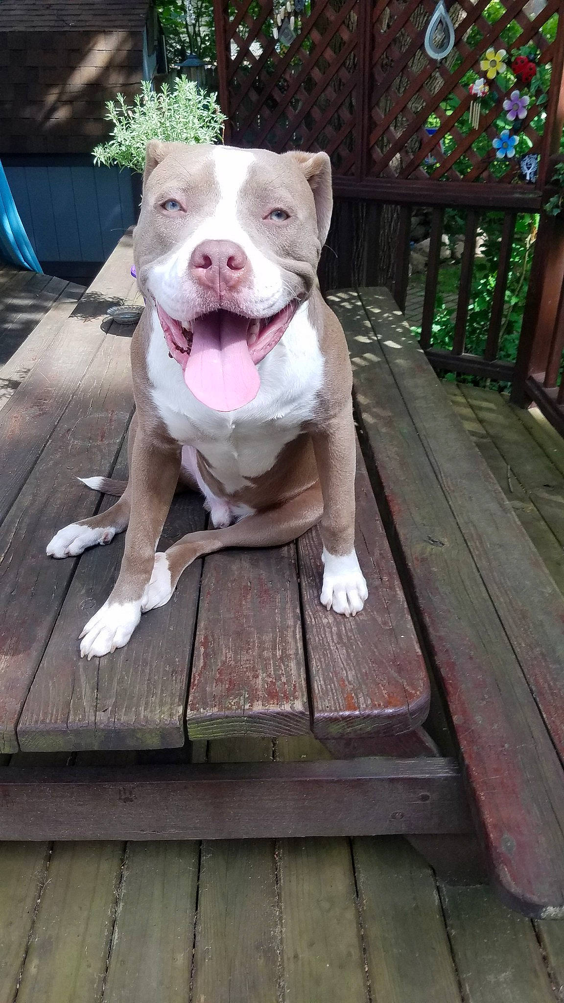 Eeyore is registered to the contest to win money with this photo: american_bulldog, american_pit_bull_terrier, american_staffordshire_terrier, australian_bulldog, canidae, carnivore, companion_dog, dog, dog_breed, dogo_argentino, fawn, mammal, non_sporting_group, pit_bull, rare_breed_dog, sporting_group, staffordshire_bull_terrier, valley_bulldog, vertebrate