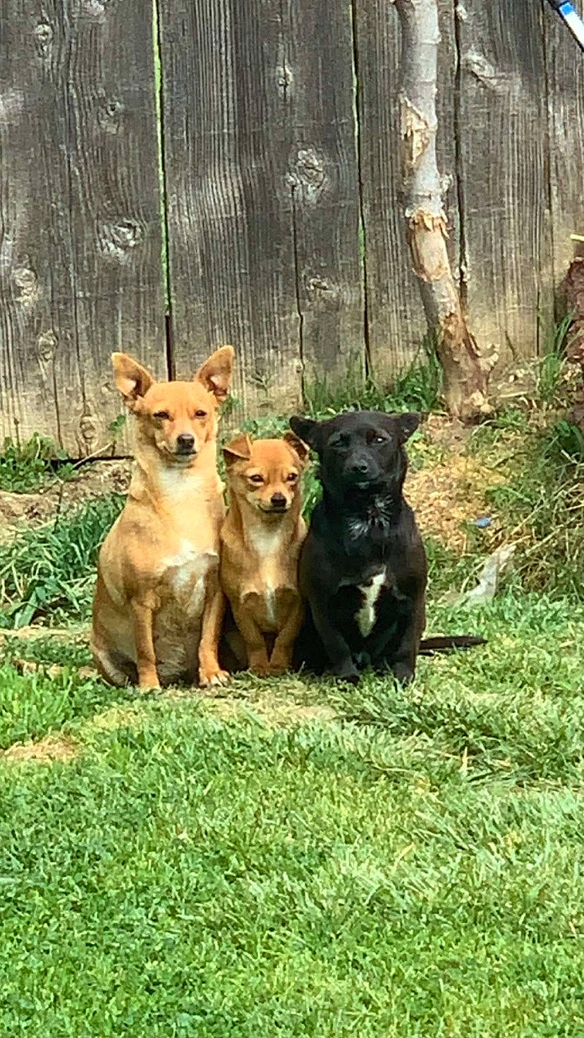 Potato joined the competition — help win amazing prizes! canidae, carnivore, companion_dog, dog, dog_breed, east_european_shepherd, fawn, fence, grass, mammal, plant, snout, sporting_group, tail, terrestrial_animal, tree, trunk, wood, working_animal, working_dog