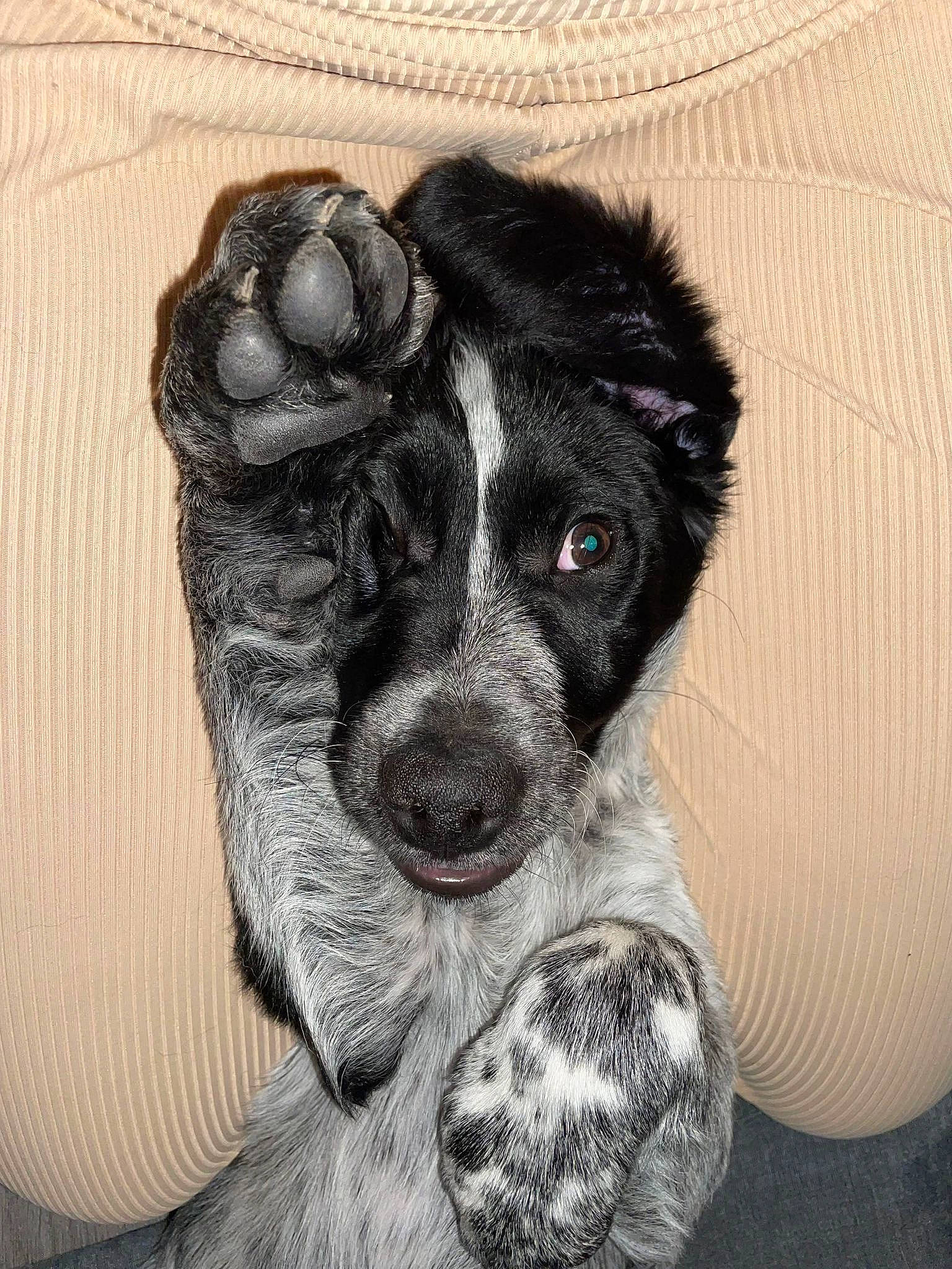 Thaï a rejoint le concours — aidez-le/la à gagner de superbes lots ! art, canidae, carnivore, comfort, companion_dog, dog, dog_breed, drawing, fur, non_sporting_group, paw, puppy_love, snout, sporting_group, terrier, toy_dog, whiskers, working_animal