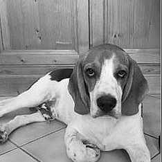 Paco