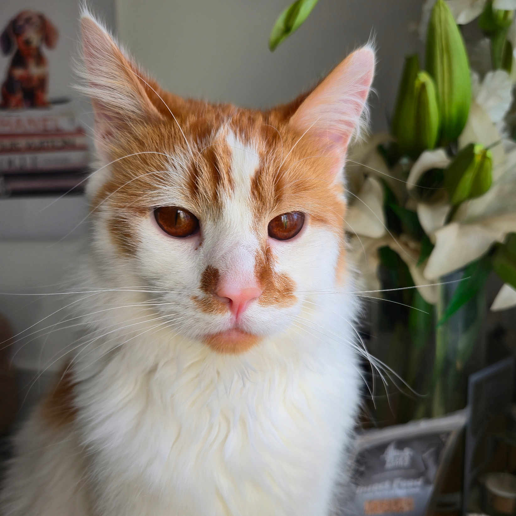 Teddy joined the competition — help win amazing prizes! abyssinian, angora, animal, canine, cat, citrusfruit, dog, flower, flowerarrangement, flowerbouquet, food, fruit, hardwood, kitten, manx, pet, plant, pottedplant, siamese, wood