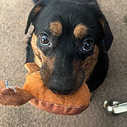 Snoopy is registered to the contest to win money with this photo: animal, black_dog, brown_dog, carpet, close_up, cute, dog, domestic_animal, ears, eyes, floor, indoor, looking_up, nose, pet, playing, plush_toy, snout, toy, whiskers