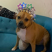 Mimi is registered to the contest to win money with this photo: animal, brown_dog, celebration, couch, crown, cute, decorations, dog, festive, furniture, hand, indoor, looking, person, pet, sitting, stars, teal, tinsel, white_chest