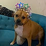 animal, brown_dog, celebration, couch, crown, cute, decorations, dog, festive, furniture, hand, indoor, looking, person, pet, sitting, stars, teal, tinsel, white_chest