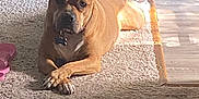 Mimi joined the competition — help win amazing prizes! animal, brown_dog, calm, canine, carpet, collar, crossed_paws, dog, domestic, floor, home, indoor, light_and_shadow, paw, pet, relaxed, resting, shoes, sunlight, wood_floor