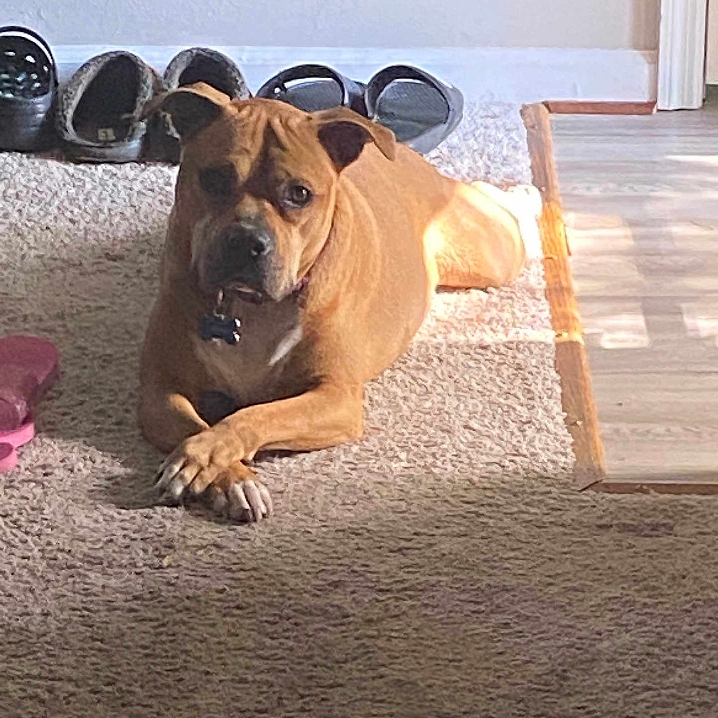 Mimi joined the competition — help win amazing prizes! animal, brown_dog, calm, canine, carpet, collar, crossed_paws, dog, domestic, floor, home, indoor, light_and_shadow, paw, pet, relaxed, resting, shoes, sunlight, wood_floor