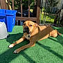 Mimi joined the competition — help win amazing prizes! backyard, canine, collar, daylight, dog, fence, grass, green_carpet, house, laying_down, metal_gate, outdoor, pet, recycling_bin, relaxed, shadow, sunlight, tag, tan_dog, wooden_railing
