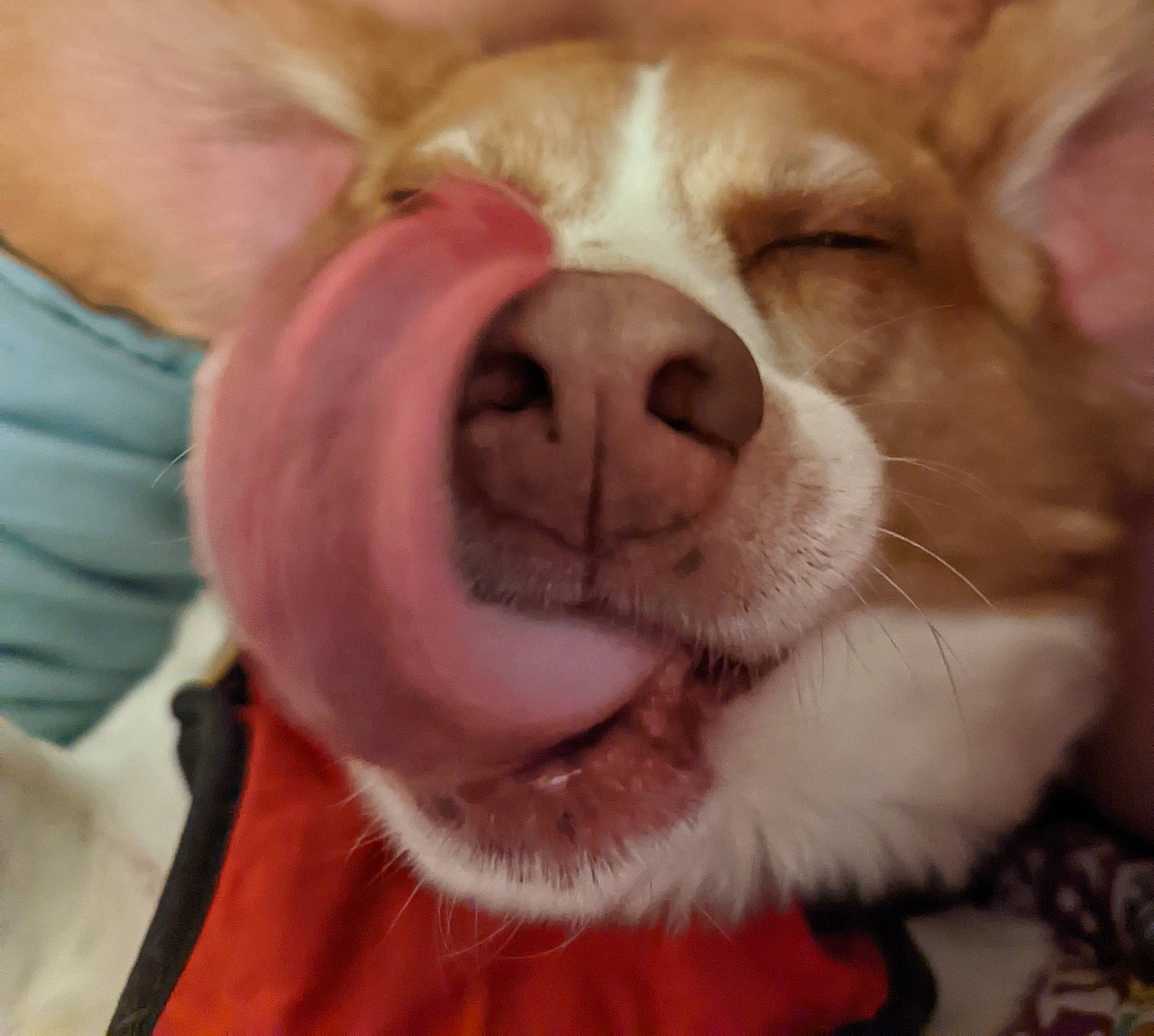 Hank joined the competition — help win amazing prizes! canidae, carnivore, chihuahua, companion_dog, dog, dog_breed, dog_toy, ear, fawn, fur, liver, paw, pink, puppy_love, snout, sporting_group, terrestrial_animal, whiskers, working_animal, wrinkle