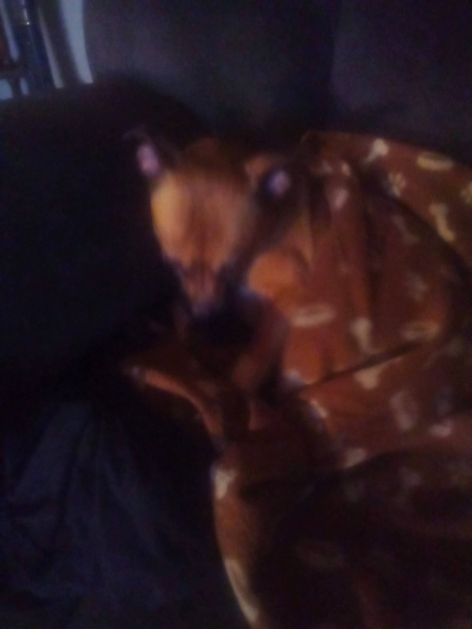 Yogy Bear is registered to the contest to win money with this photo: carnivore, cloud, comfort, companion_dog, darkness, dog_breed, felidae, flooring, fur, guard_dog, human_leg, pattern, room, small_to_medium_sized_cats, square, tail, terrestrial_animal, tints_and_shades, whiskers, wood