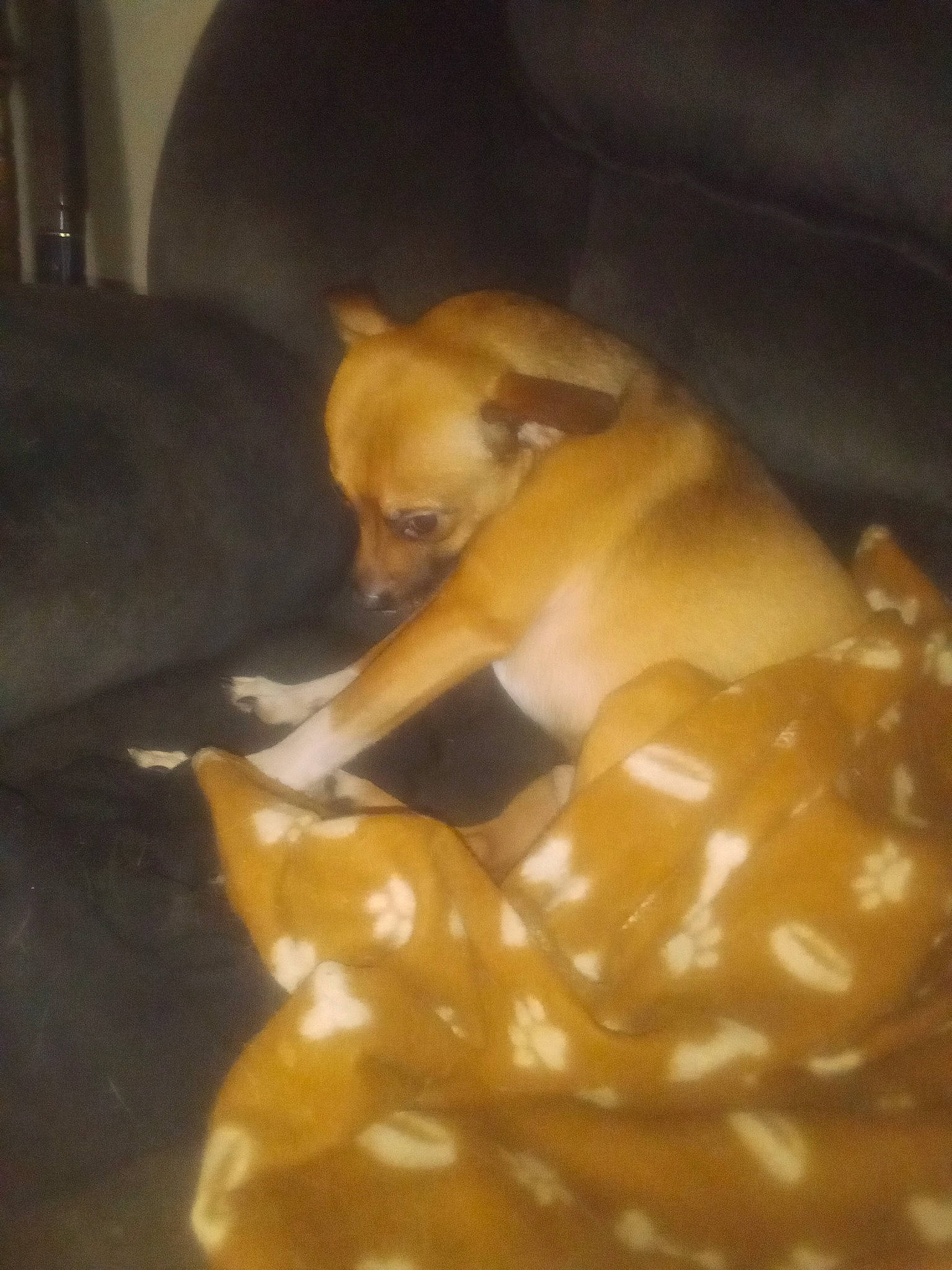 Yogy Bear joined the competition — help win amazing prizes! abdomen, barechested, carnivore, chest, chihuahua, comfort, comfort_food, companion_dog, dog, dog_breed, dog_supply, dog_toy, fawn, fur, paw, tail, toy_dog, working_animal