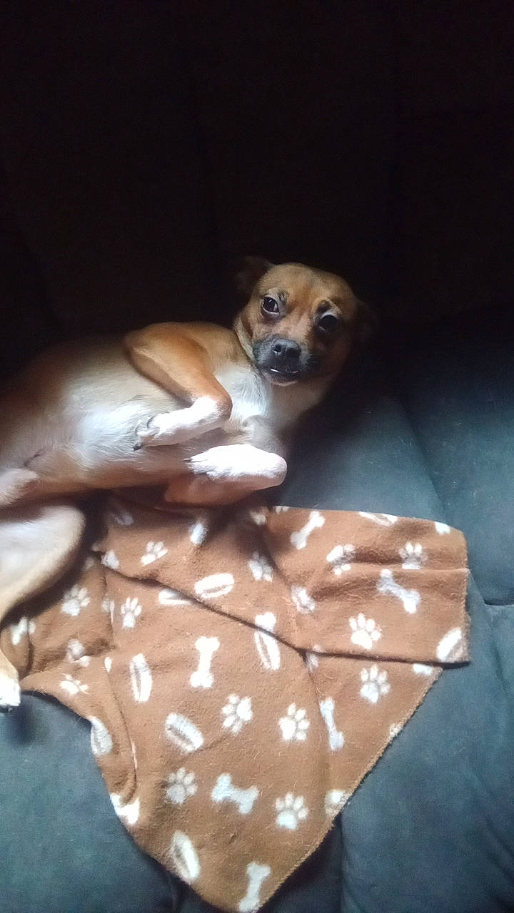 Yogy Bear is registered to the contest to win money with this photo: brown, carnivore, comfort, companion_dog, dog, dog_breed, dog_supply, fawn, flooring, fur, linens, pattern, paw, sitting, toy_dog, whiskers, wood, working_animal