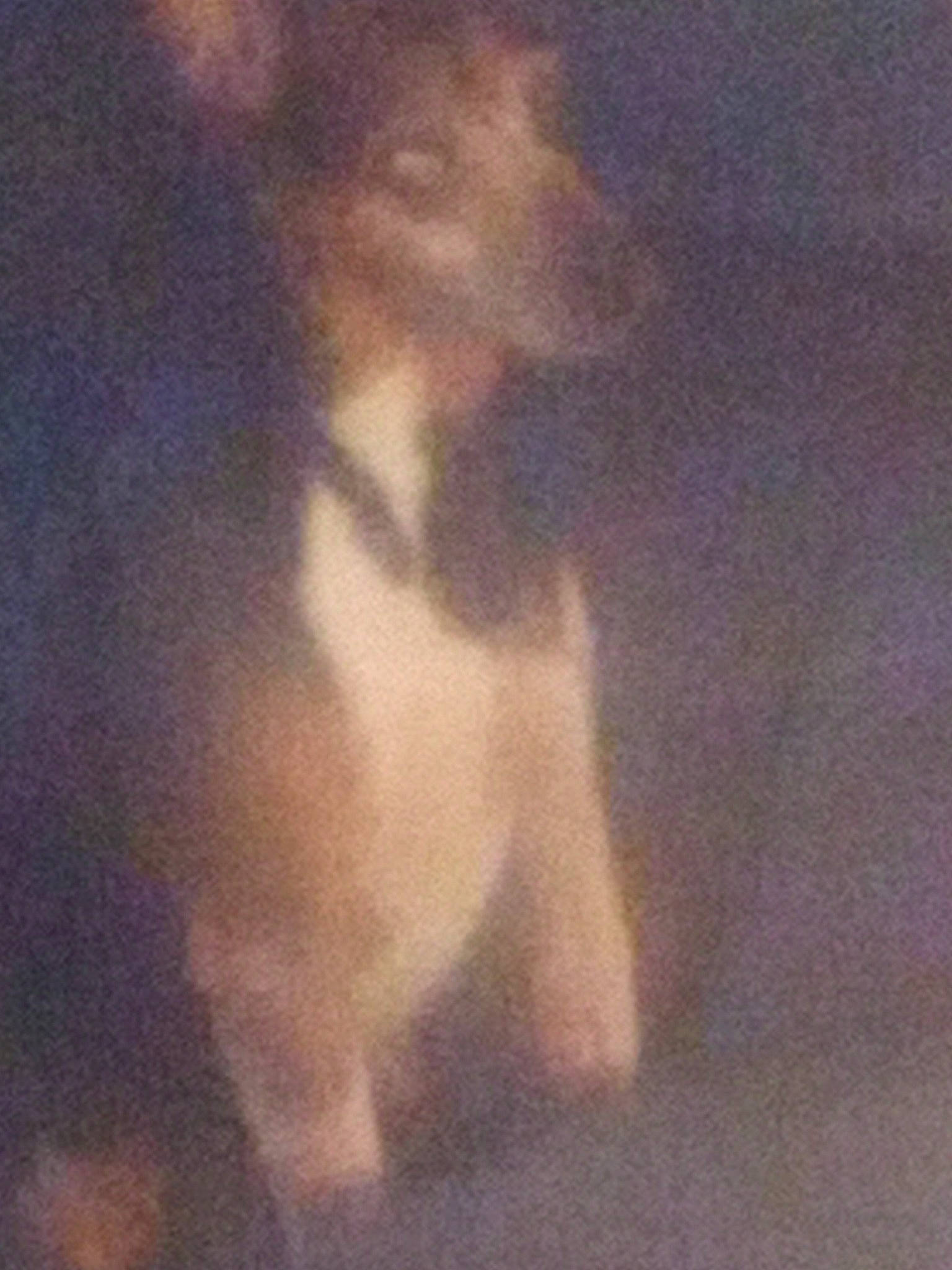 Danyboy is registered to the contest to win money with this photo: art, darkness, dog_breed, felidae, fur, painting, rectangle, sporting_group, tail, tints_and_shades, visual_arts, wood