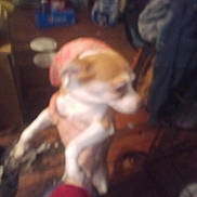 Penny Pooh joined the competition — help win amazing prizes! blurry, brown, chair, chihuahua, clothing, dog, floor, furniture, hand, holding, home, indoor, motion_blur, pet, rope, sleeve, small_dog, toy, white, wooden_floor