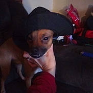 Yogybear is registered to the contest to win money with this photo: accessory, animal, background, blur, brown_dog, canine, casual, clothing, cozy, dark, dog, face, furniture, hand, hat, holding, indoor, living_room, person, pet