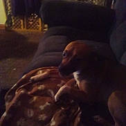 Yogybear joined the competition — help win amazing prizes! animal, blanket, blanket_pattern, brown_dog, couch, cozy, dog, furniture, grainy, home_interior, indoor, living_room, low_light, night, paw, pet, portrait, relaxing, side_view, sofa