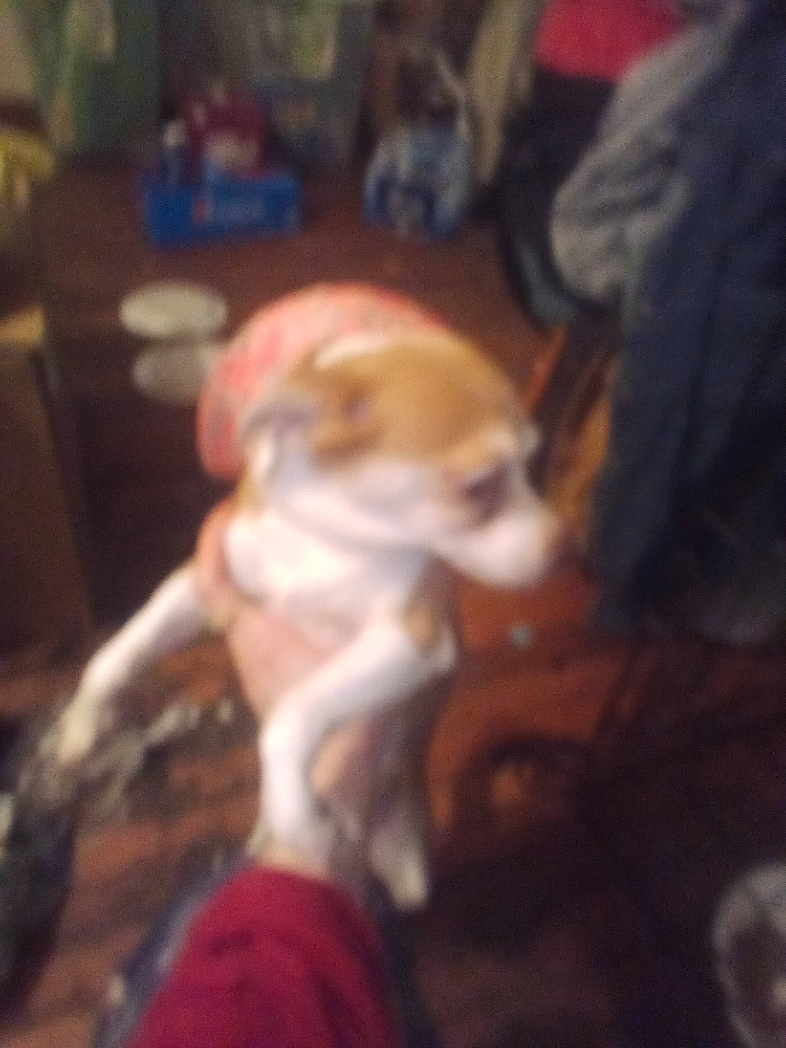 Penny joined the competition — help win amazing prizes! canidae, carnivore, christmas, cloud, companion_dog, dog, dog_breed, event, fawn, flooring, fur, hardwood, human_leg, non_sporting_group, sporting_group, tail, toy_dog, whiskers, wood