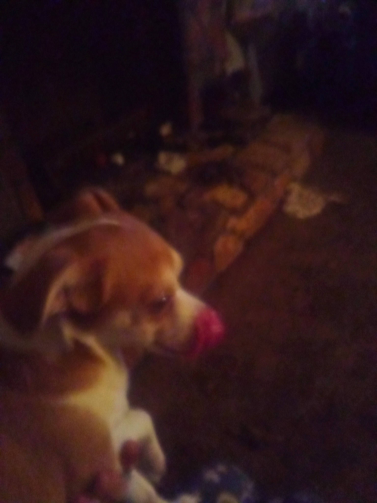 Penny joined the competition — help win amazing prizes! canidae, carnivore, cloud, comfort, companion_dog, darkness, dog, dog_breed, fawn, flooring, fur, meteorological_phenomenon, night, paw, sky, sporting_group, square, tail, tints_and_shades, wood