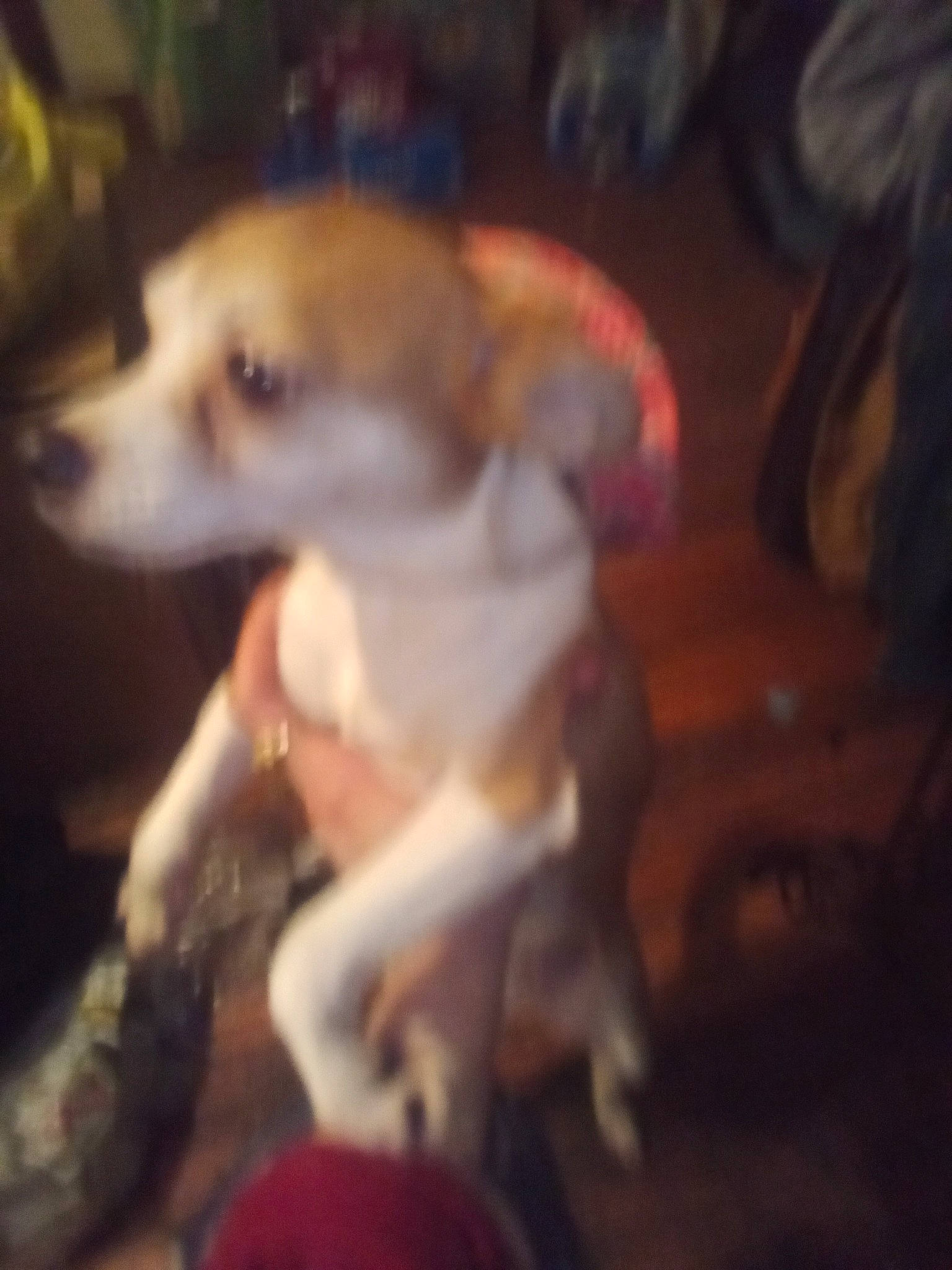 Penny joined the competition — help win amazing prizes! canidae, carnivore, companion_dog, darkness, dog, dog_breed, fawn, fur, night, non_sporting_group, paw, snout, sporting_group, tail, toy_dog, whiskers, wood, working_animal