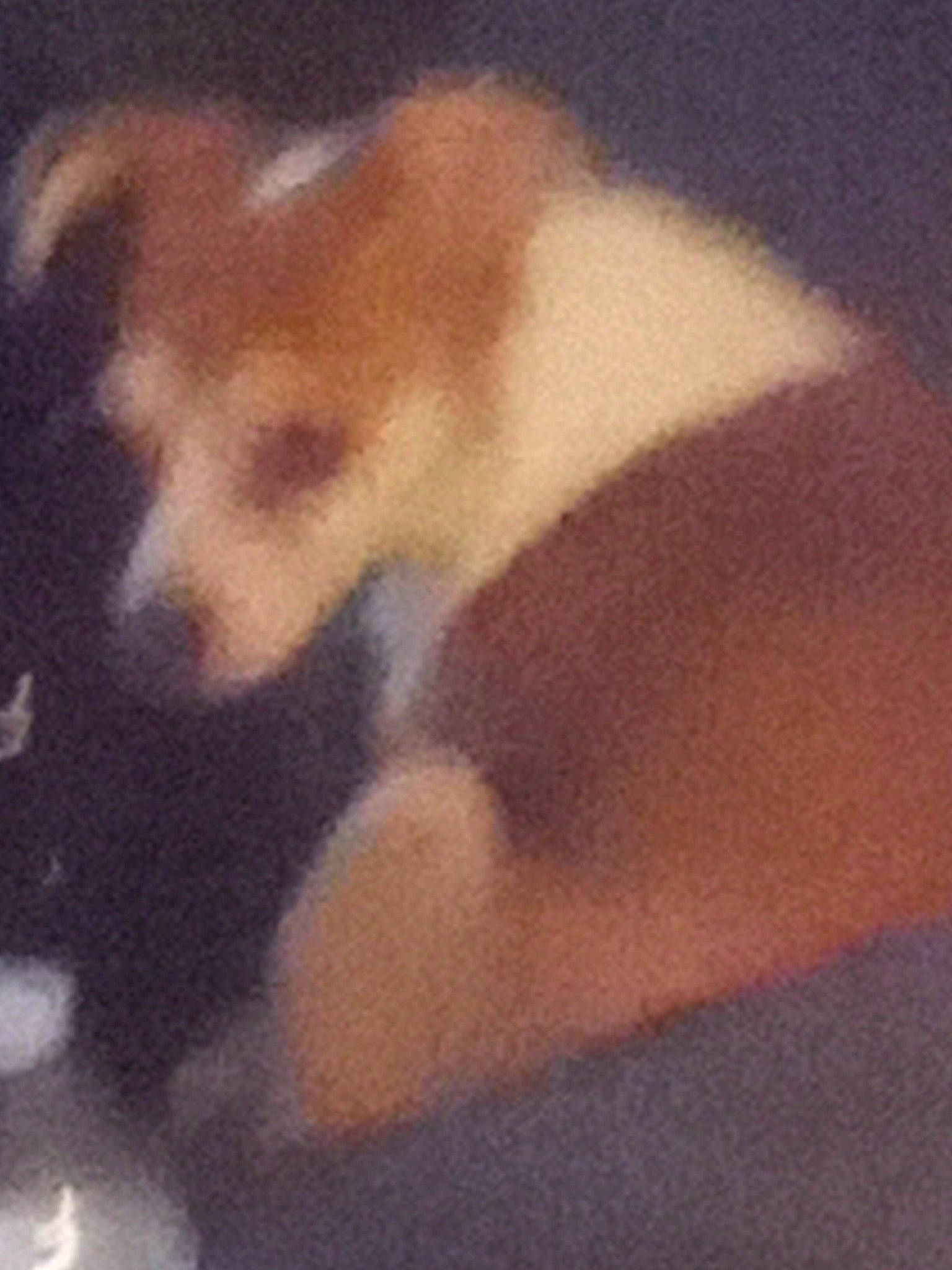 Penny is registered to the contest to win money with this photo: canidae, carnivore, cloud, companion_dog, dog, dog_breed, fawn, fur, meteorological_phenomenon, non_sporting_group, paw, pomeranian, puppy, puppy_love, snout, sporting_group, square, tail, tints_and_shades, visual_arts