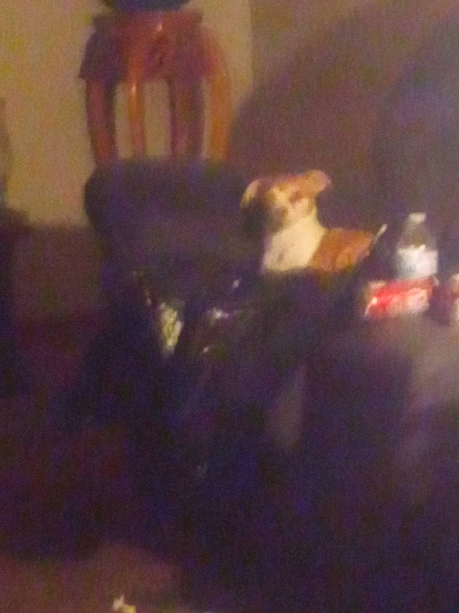 Penny is registered to the contest to win money with this photo: canidae, carnivore, cat, chair, companion_dog, darkness, dog_breed, event, felidae, flooring, fun, fur, hardwood, room, small_to_medium_sized_cats, sporting_group, tail, thigh, whiskers, wood