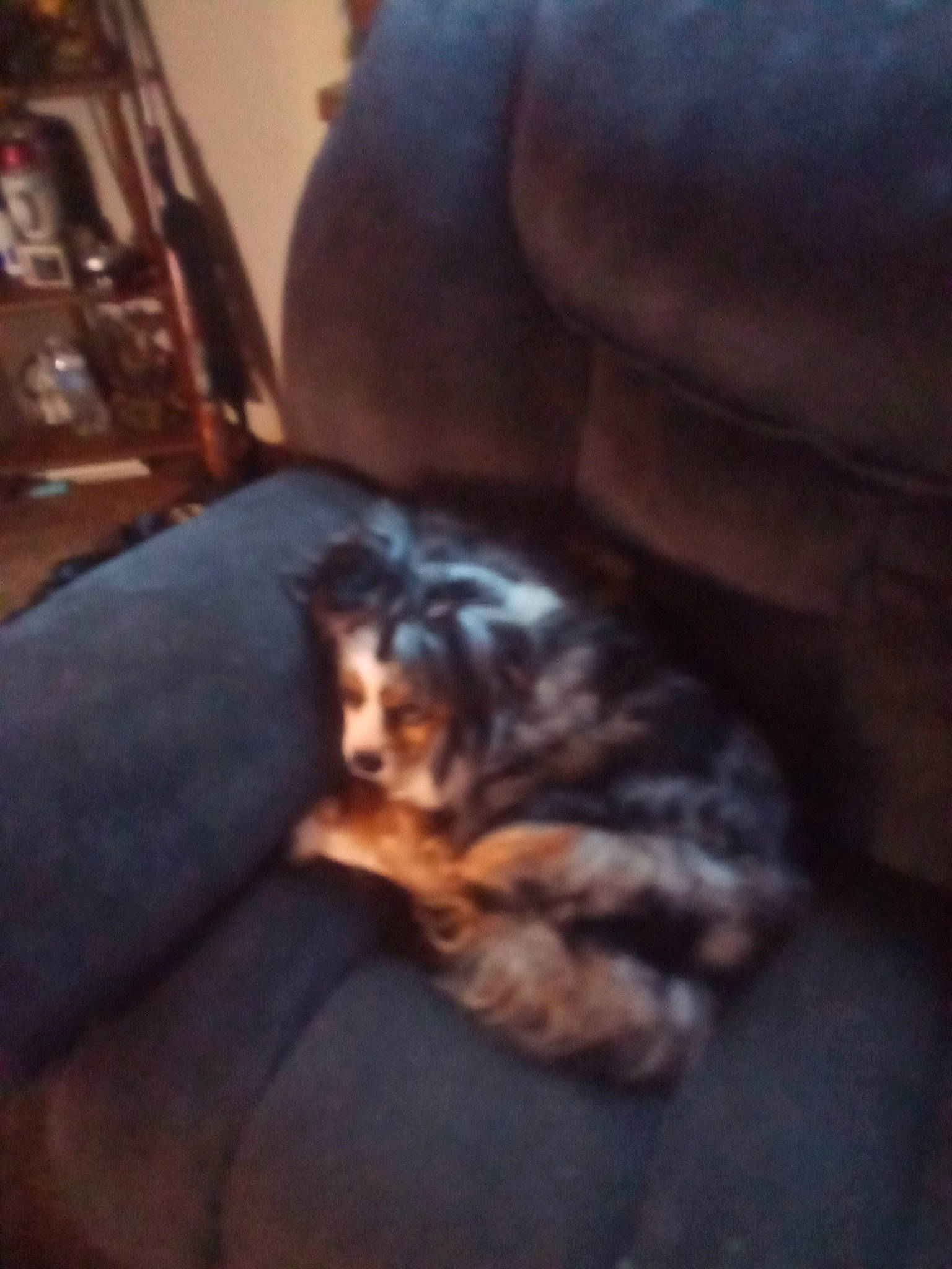 Athenia is registered to the contest to win money with this photo: carnivore, cloud, comfort, companion_dog, couch, dog, dog_breed, felidae, flooring, fur, hardwood, heat, human_leg, living_room, room, sky, tail, tints_and_shades, whiskers, wood