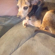 Danny Boy is registered to the contest to win money with this photo: blurry, brown_dog, closeup, couch, dog, eye, face, fur, home, human_leg, indoor, laying, living_room, mixed_breed, paw, pet, resting, small_dog, sofa, upholstery